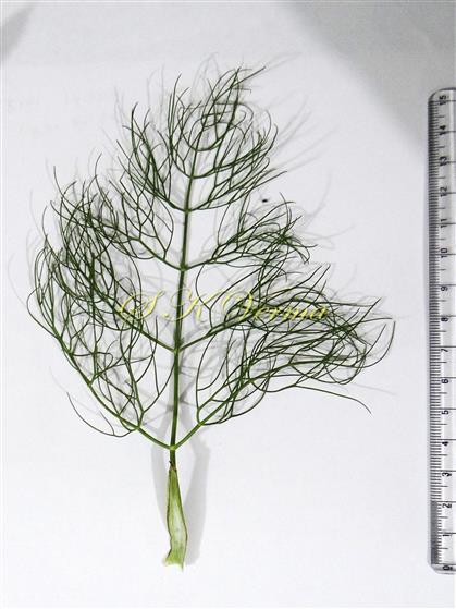  Leaf